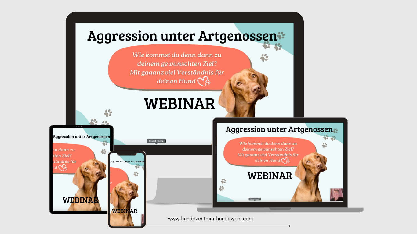 Webinar: Hundebegegnungen